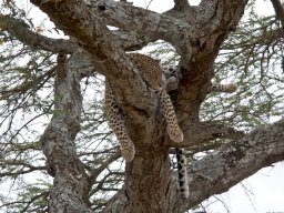 Western_Corridor2009-102